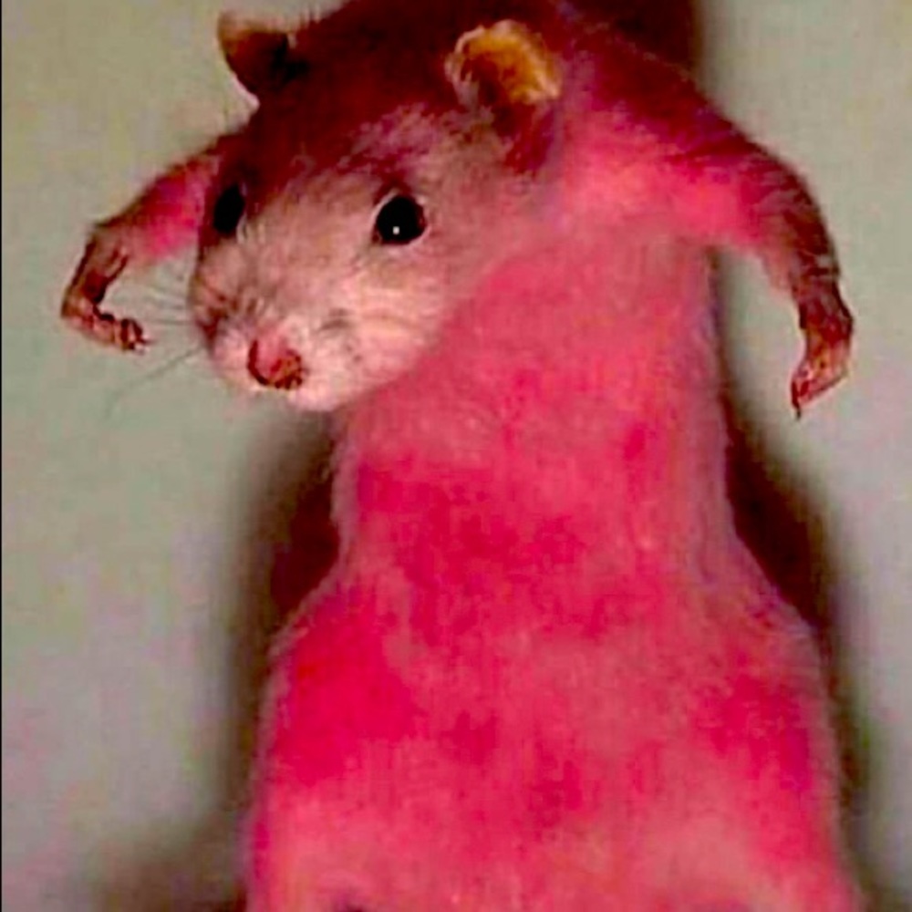 Meet your Posher, Kylee